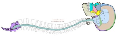 Thérapie crânio-sacrée